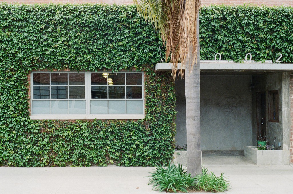 building-house-overgrown-2619